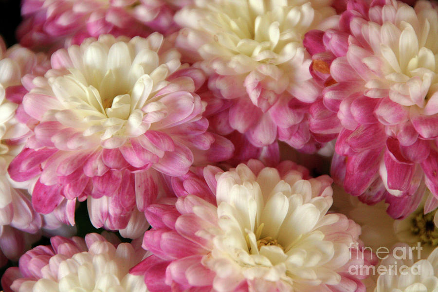 White and Pink Mums Photograph by Mariarosa Rockefeller