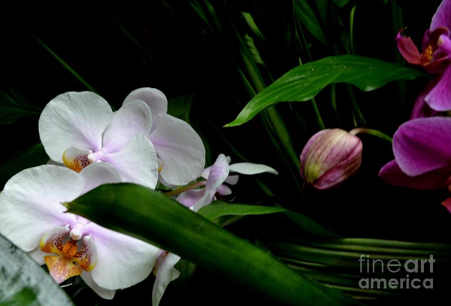 White and Pink Orchid Blooms Against the Night Photograph by Expressions By Stephanie