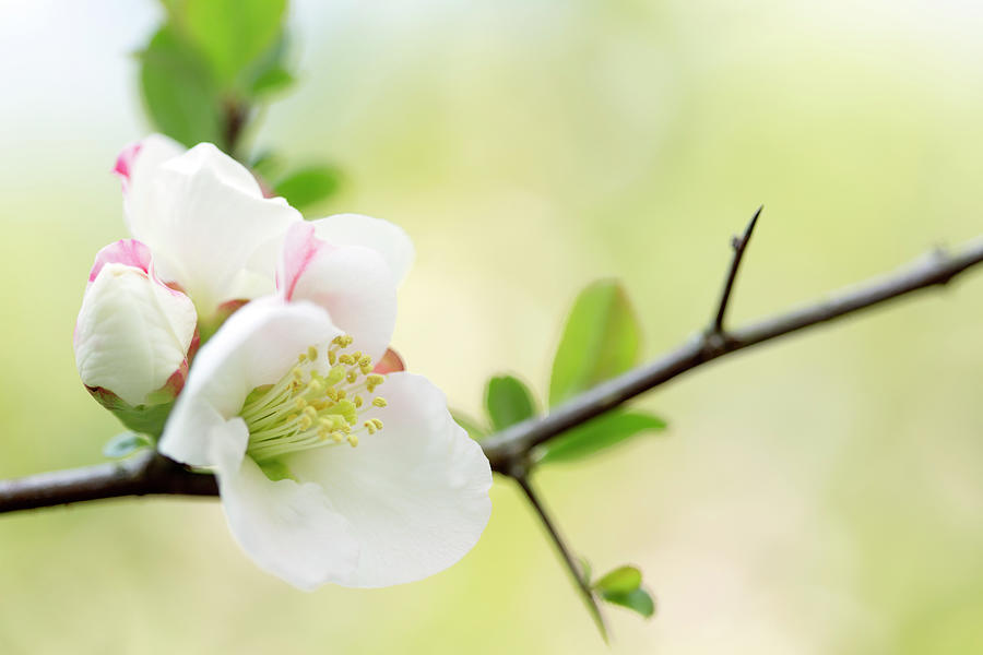 White And Pink Quince Against Soft Green Photograph