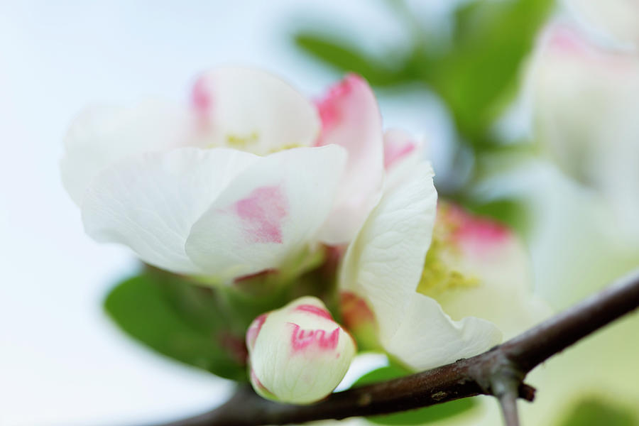 White And Pink Quince Blosson Cluster On Branch Photograph