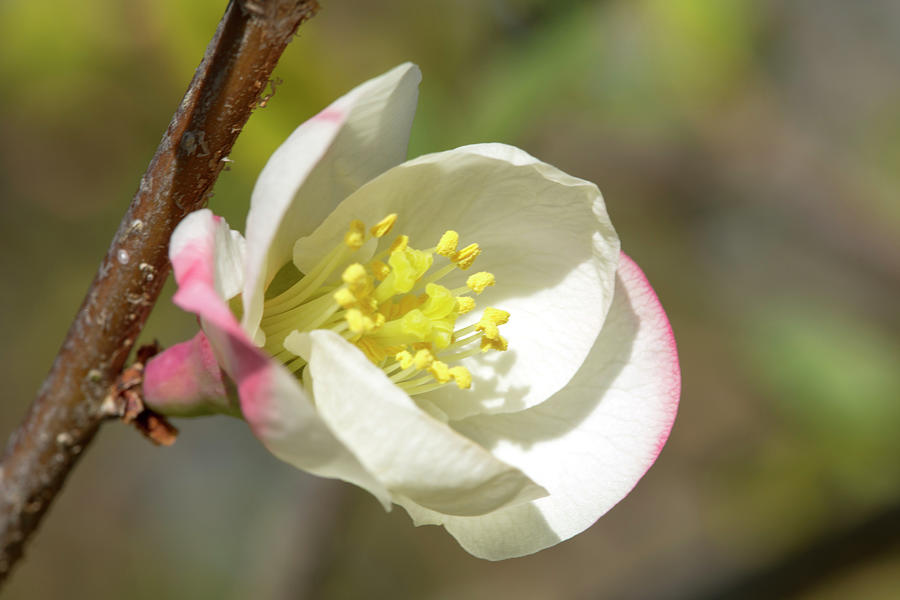 White and Pink Quince on Branch Photograph by Iris Richardson