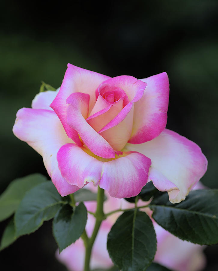 White And Pink Rose Photograph by Chris Pappathopoulos