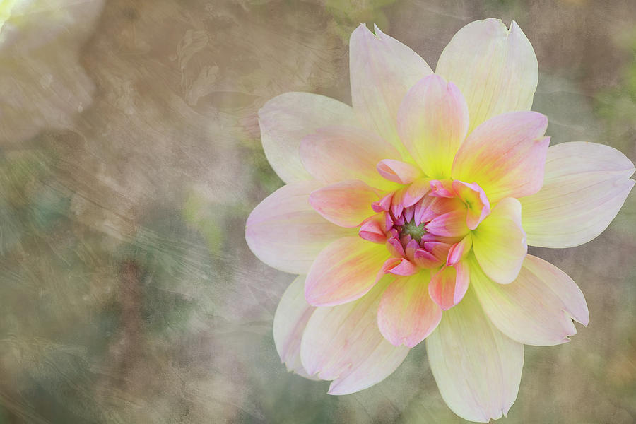 White and Pink Textured Dahlia Photograph by Catherine Avilez