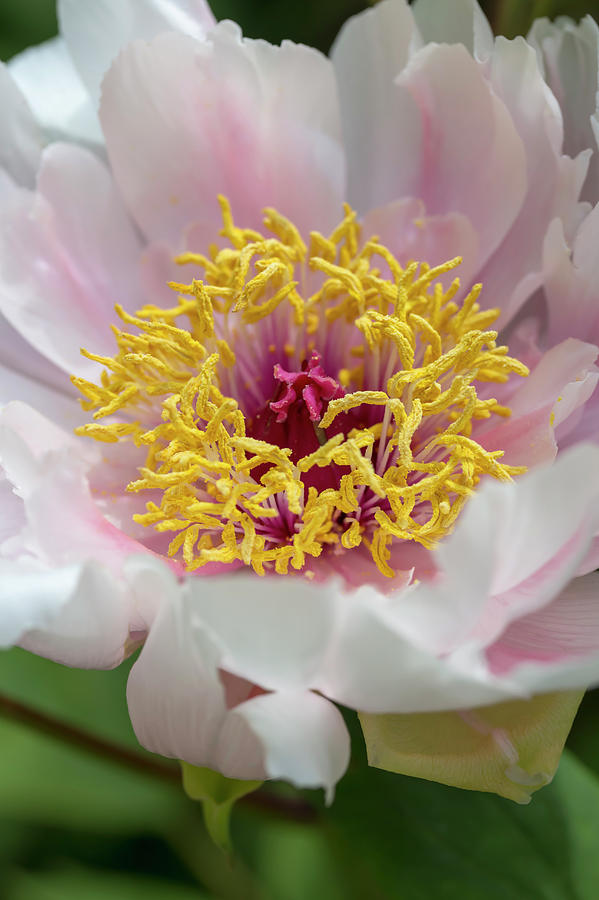 White-and-Pink Tree Peony Photograph by Dawn Cavalieri