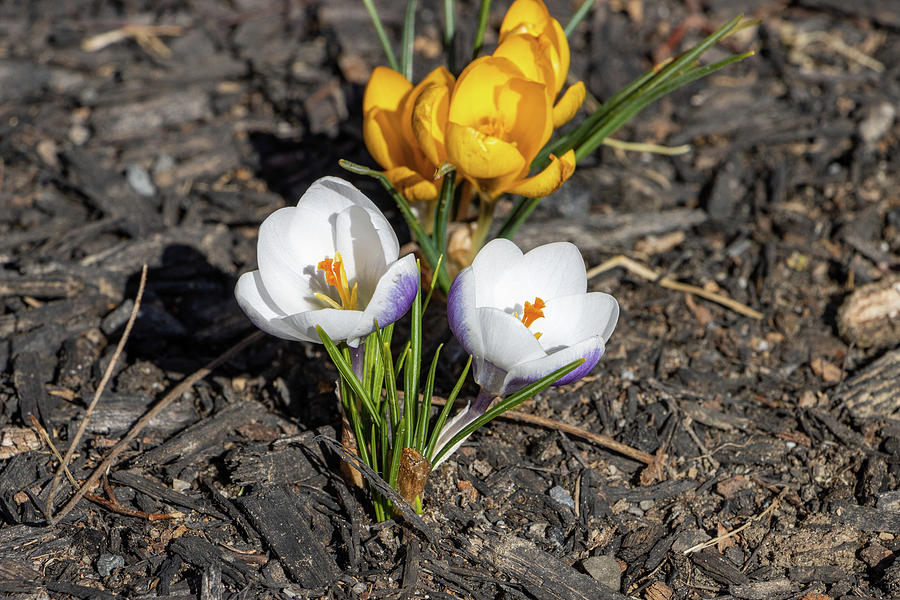 White and Purple Crocus in Early Spring Photograph by Jeff Severson