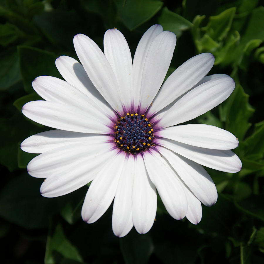 White and purple daisy Photograph by Sue Morris
