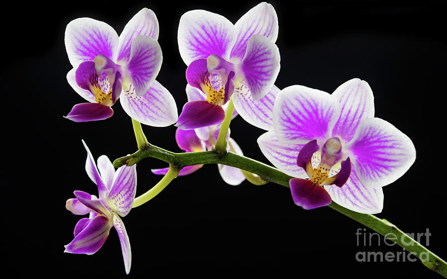 White and purple orchid Photograph by Lyl Dil Creations