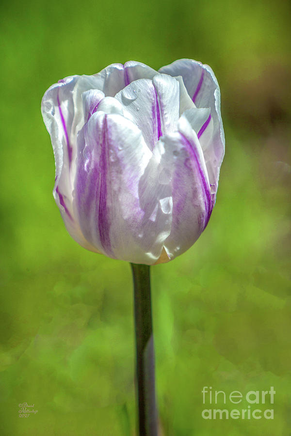 White and Purple Tulip Photograph by David Millenheft