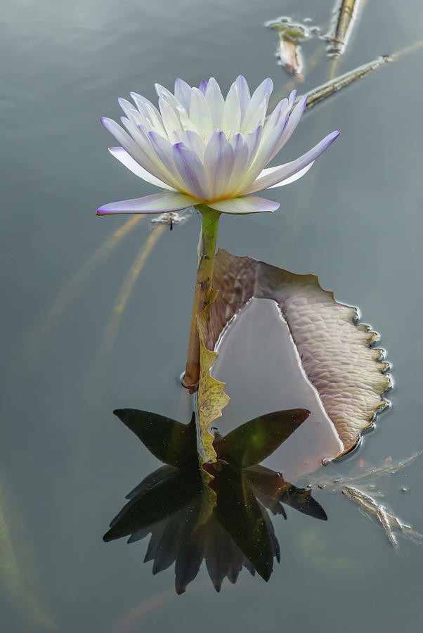 White and Purple Water Lily Photograph by Cate Franklyn