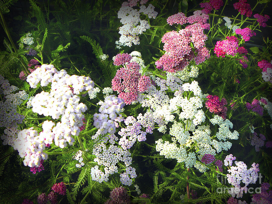 White and red blooms Photograph by Ros Turner - Fine Art America