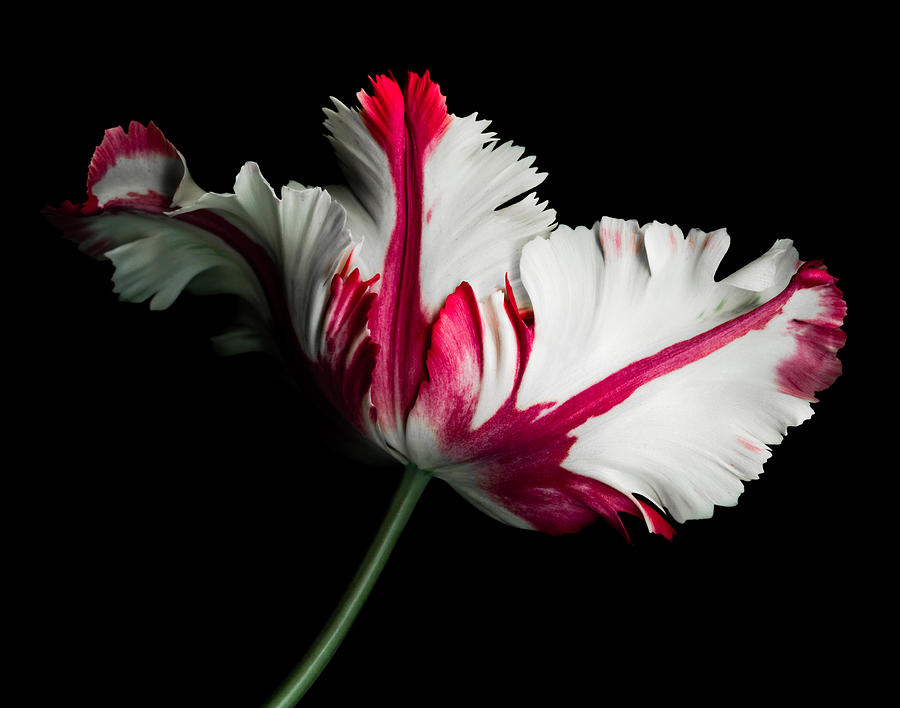 White and Red Parrot Tulip Photograph by OGphoto