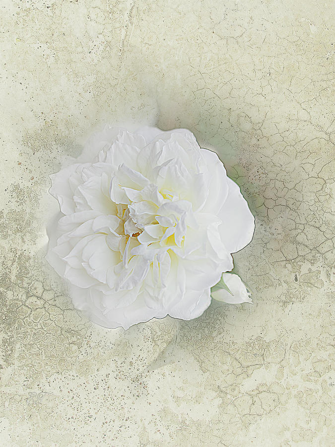 White and Rosy Photograph by Elaine Teague