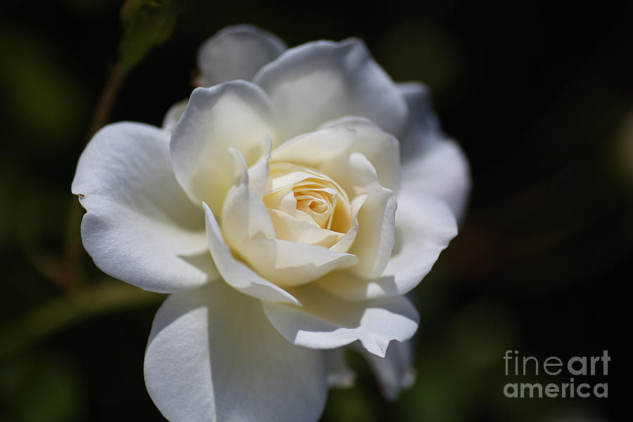White And Soft Rose Photograph by Joy Watson