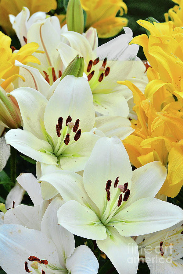 White And Yellow Asiatic Lilies Photograph By Regina Geoghan - Fine Art 