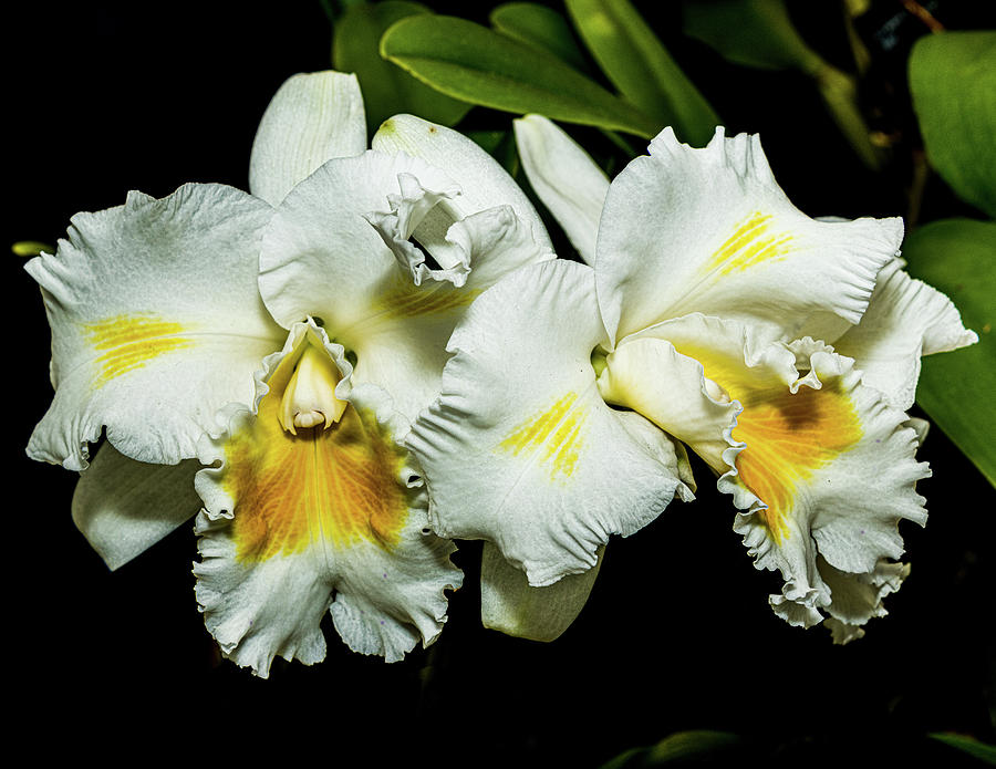 White And Yellow Cattleya Orchid Photograph