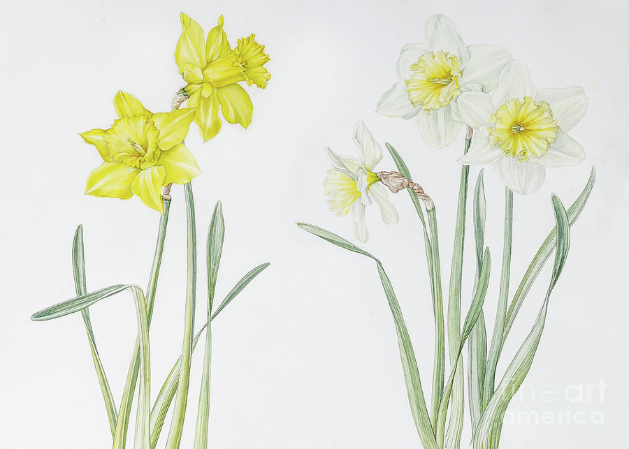White and Yellow Daffodils Painting by Olga Hamilton | Fine Art America