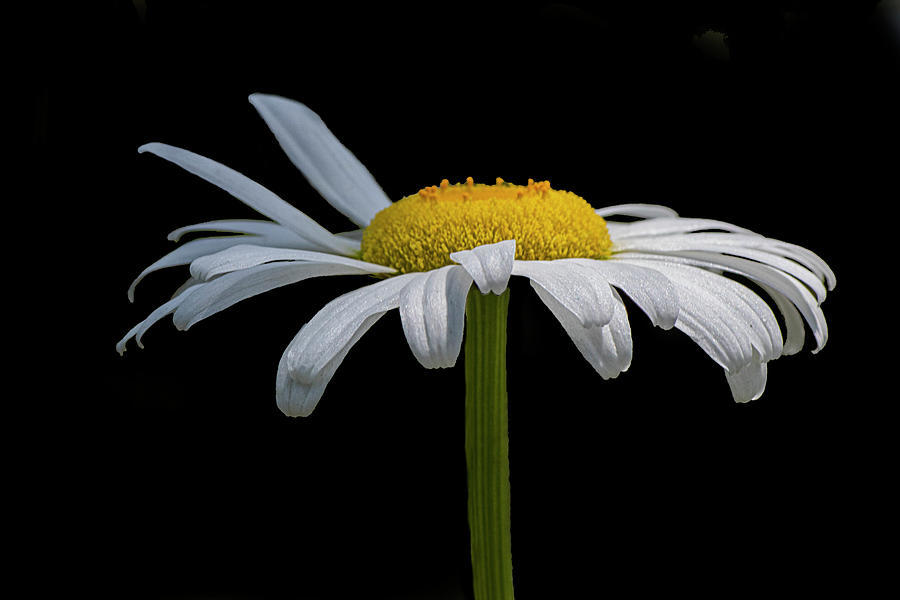 White and Yellow English Daisy on Black Photograph by Bob Decker