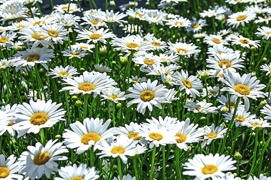 White and Yellow Flowers in a Field Photograph by David Morehead