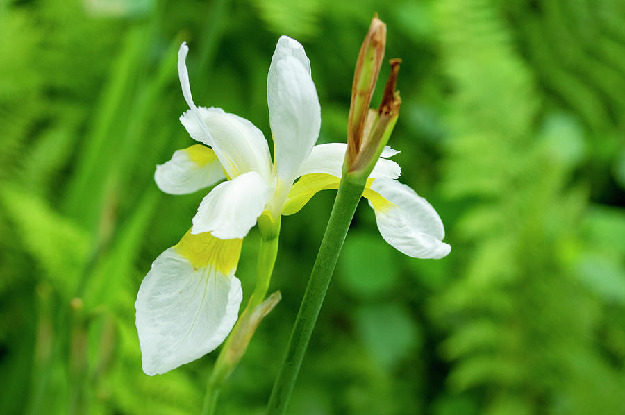 White and Yellow Iris Flower Photograph by Lisa Blake