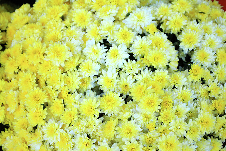 White And Yellow Mums Photograph by Cynthia Guinn