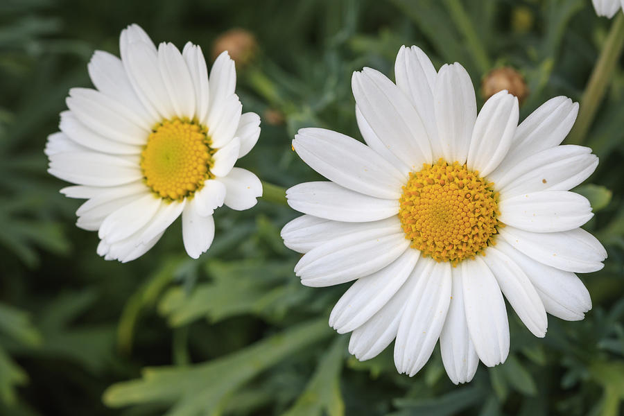 White and yellow pyrethrum flower in a vase with green background Photograph by MassanPH