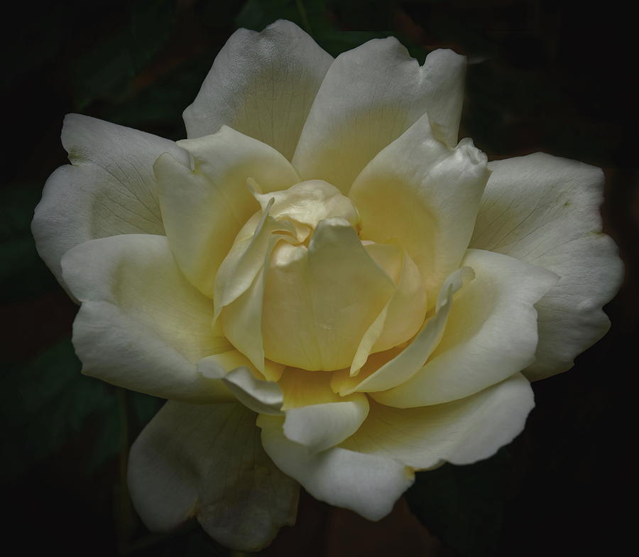 White and Yellow Rose Photograph by Jeff Townsend