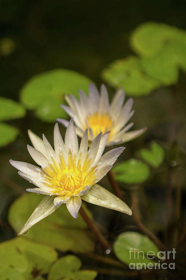 White and Yellow Water Lily in a Garden Pond Photograph by Nancy Gleason
