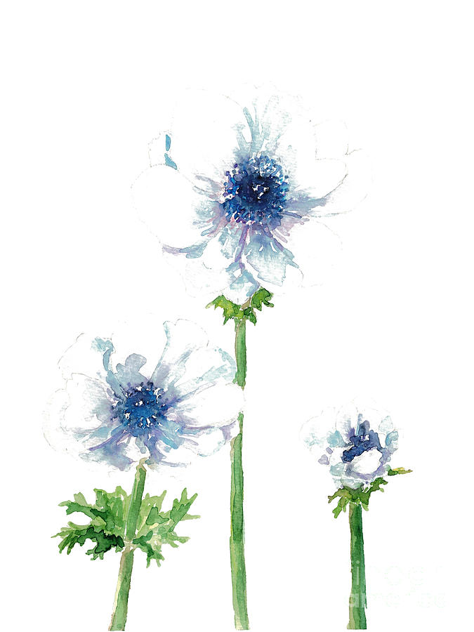 White Anemone flower Painting Blue Abstract Watercolor