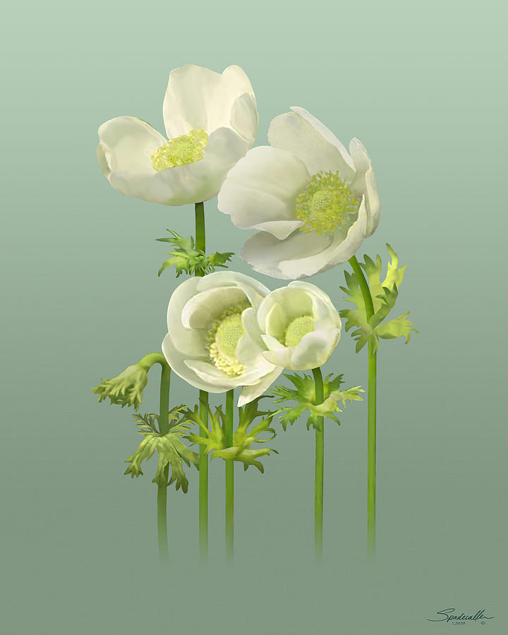 White Anemones Digital Art by M Spadecaller