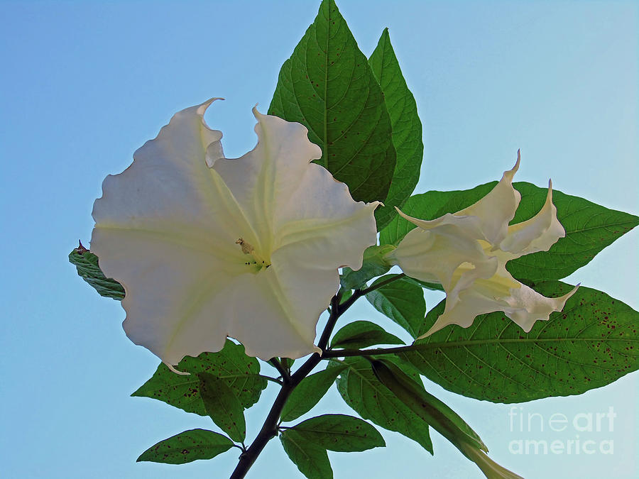 White Angel Trumpet Photograph by D Hackett