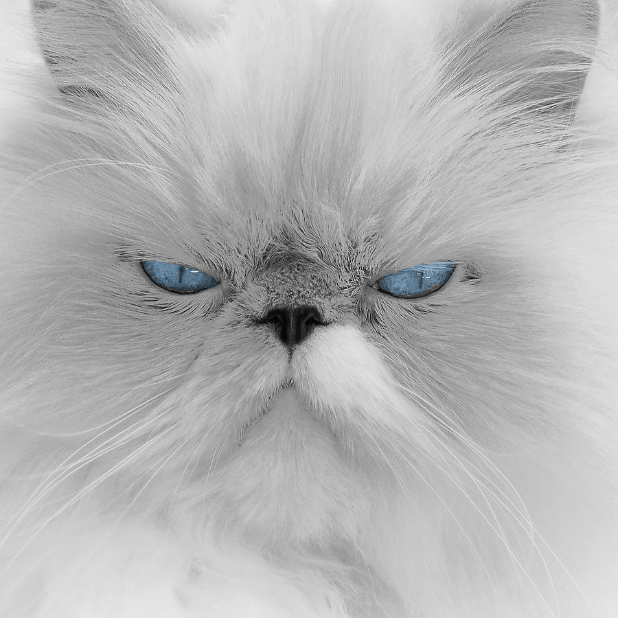 White Angry Cat Photograph by Erika Kaisersot - Pixels