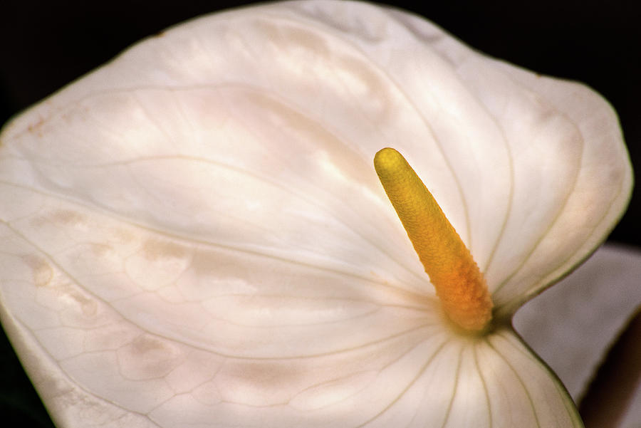 White Anthurium Macro Photograph by Don Johnson