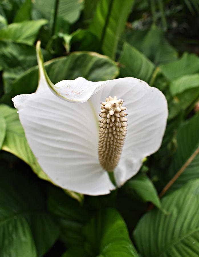 White Anthurium Photograph By Marta Pawlowski 