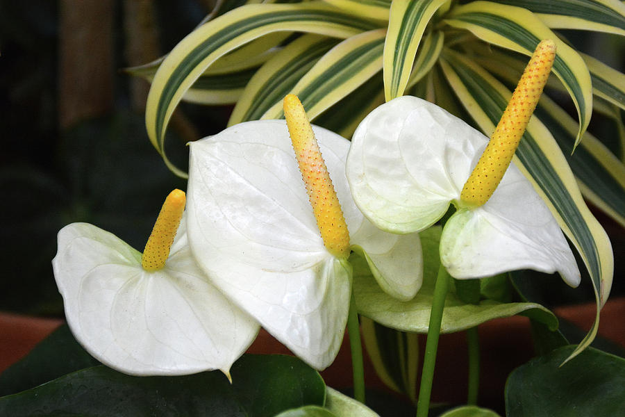 White Anthurium Lily Photograph by Jerry Griffin
