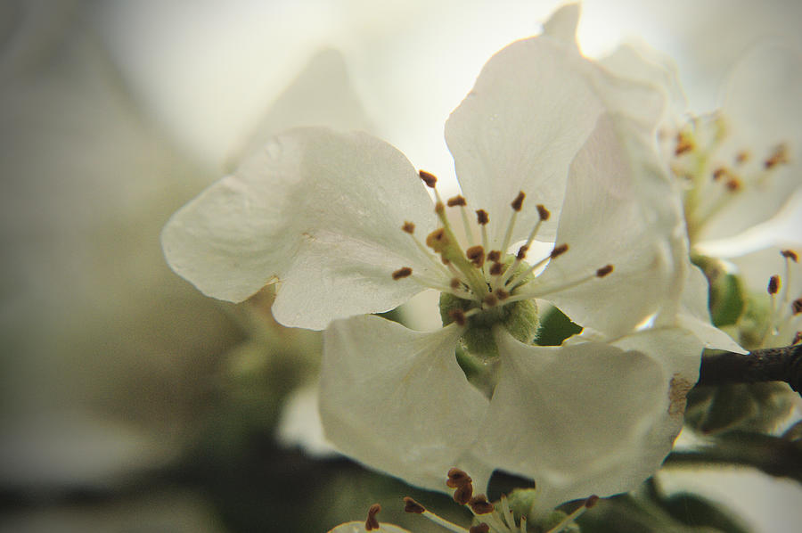 White Apple Blossom On A Tree With Light Background Photograph By Roman Shtypuk