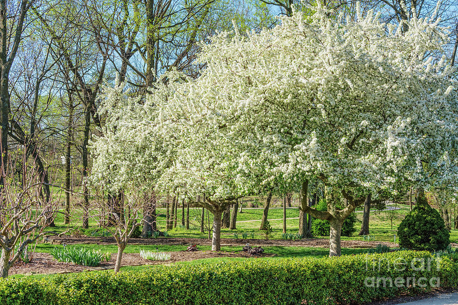 White Apple Blossom Tree Photograph by Jennifer White