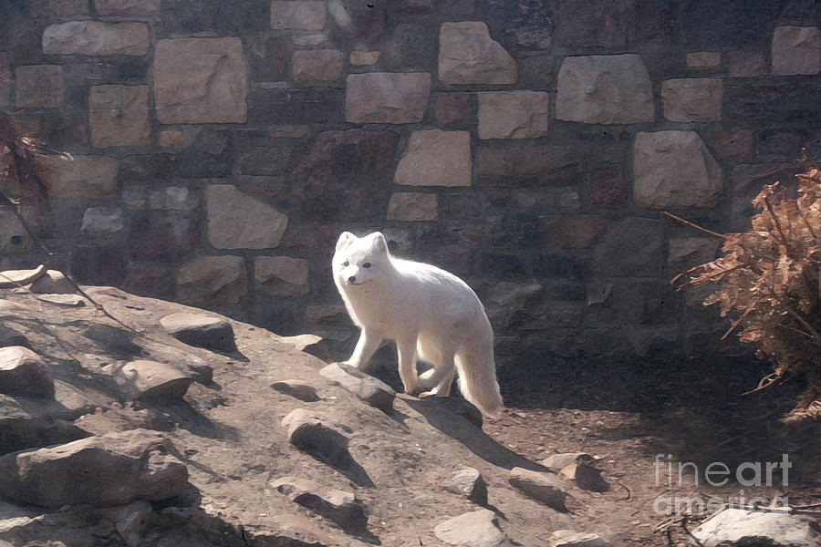 White Arctic Wolf Photograph