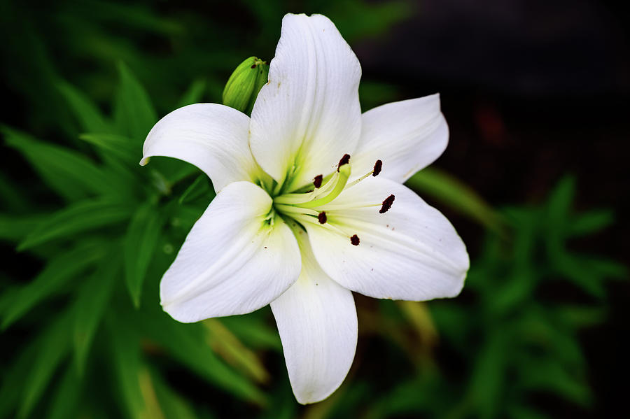 White Asiatic Lily Photograph by Amanda Poffenberger - Fine Art America