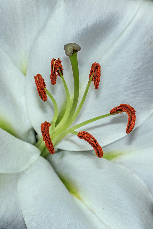 White asiatic lily Photograph by Roman Kurywczak