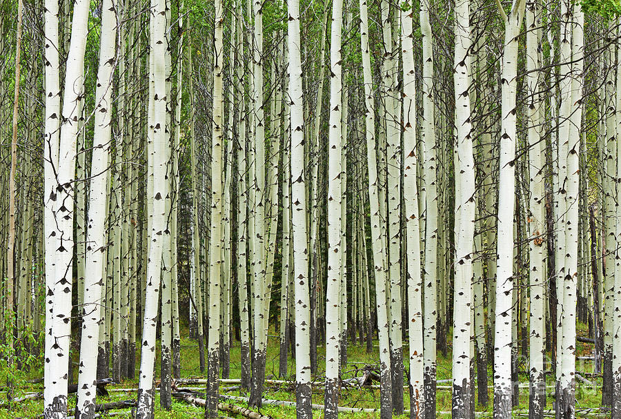 White Aspen tree trunks  Photograph by Neale And Judith Clark