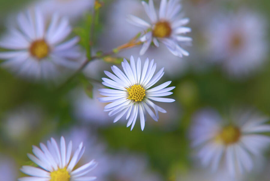 White Aster Flower Photograph by Christina Rollo
