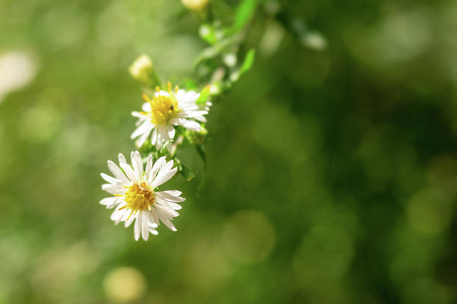 White Aster Photograph