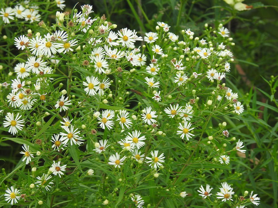 White Aster Wildflowers Photograph by Barbara Ebeling - Fine Art America