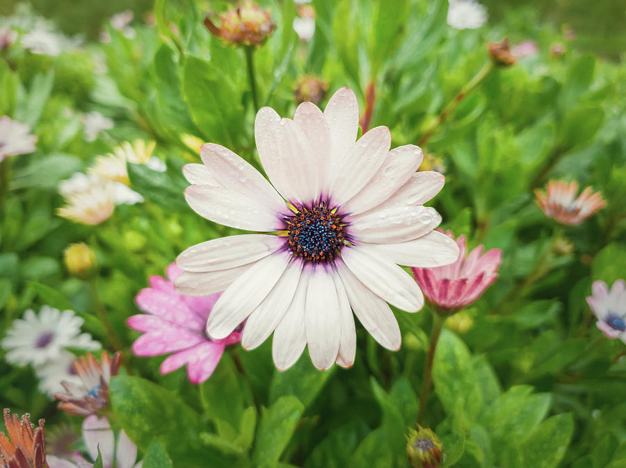 White Asters Photograph