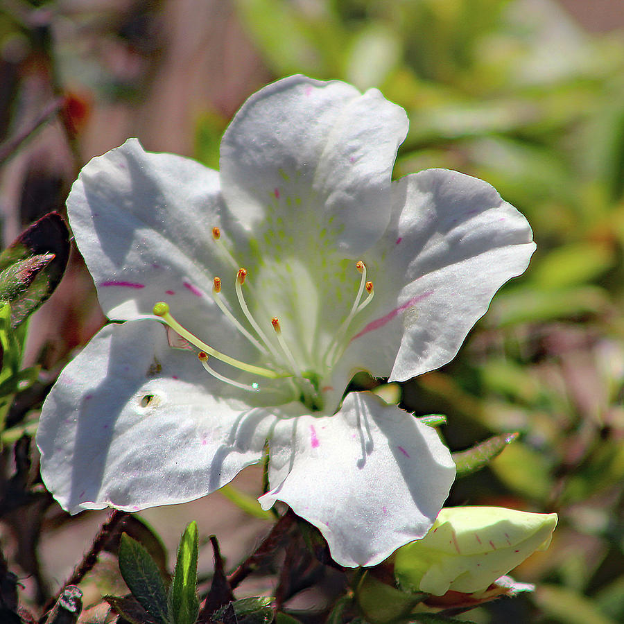 White Azalea Photograph by Daniel Haynes - Fine Art America