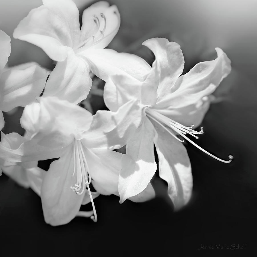 White Azalea Flowers Black and White Photograph by Jennie Marie Schell