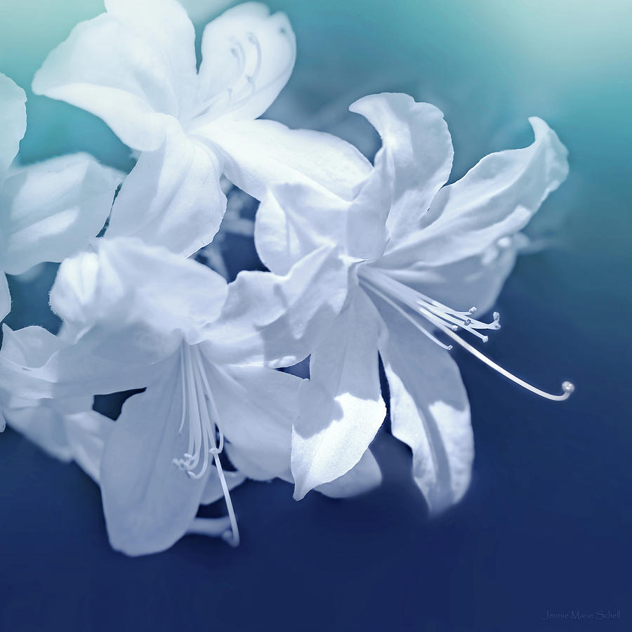 White Azalea Flowers Blues Photograph by Jennie Marie Schell