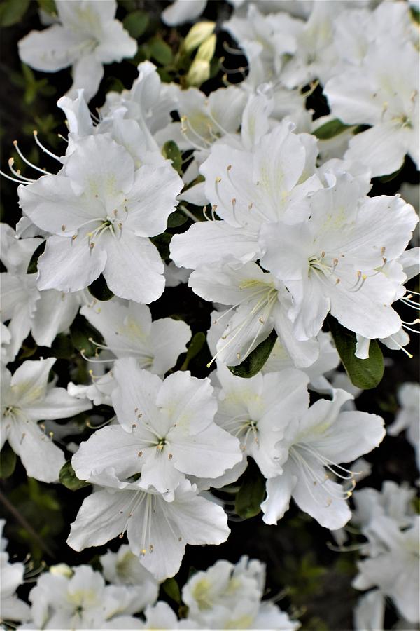 White Azalea Photograph by Karen Largent - Fine Art America