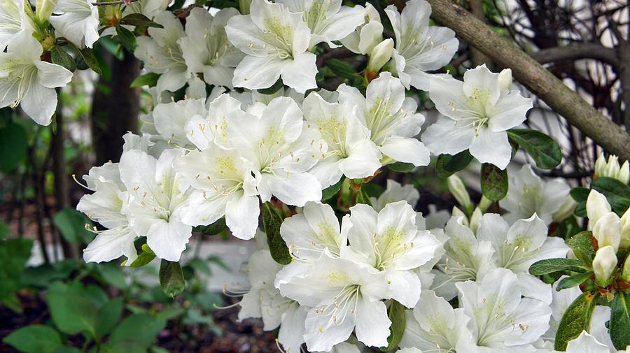 White Azaleas Photograph by Adam Gladstone - Fine Art America