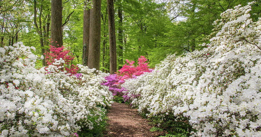 White Azaleas In The Forest Photograph by Elvira Peretsman